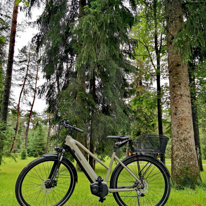 Fahrrad im Wald